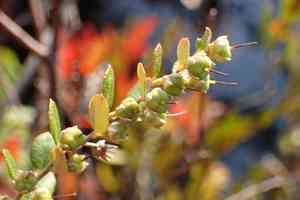 Leather-Leaf(Chamaedaphne calyculata)