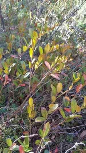 Leather-Leaf(Chamaedaphne calyculata)