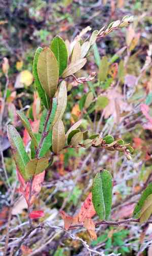 Leather-Leaf(Chamaedaphne calyculata)
