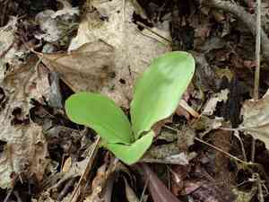 Fairywand(Chamaelirium luteum)
