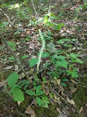 Fairywand(Chamaelirium luteum)