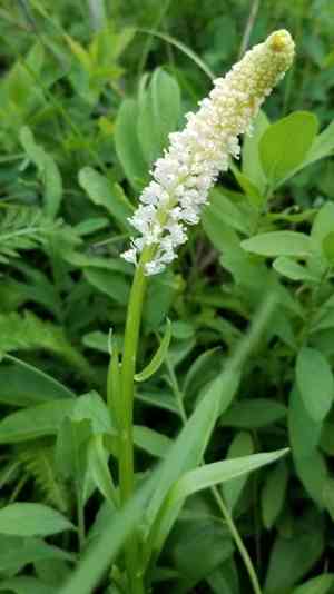 Fairywand(Chamaelirium luteum)