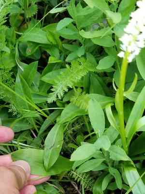 Fairywand(Chamaelirium luteum)