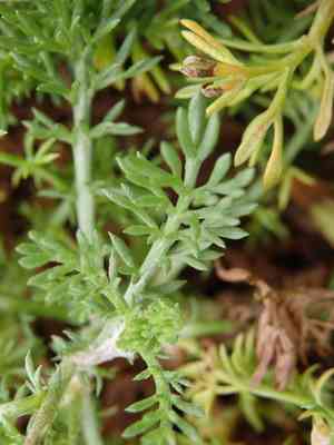 Roman chamomile(Chamaemelum nobile)