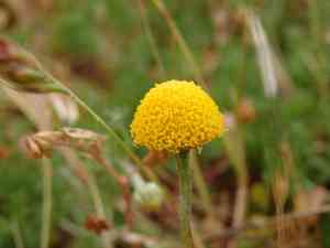 Roman chamomile(Chamaemelum nobile)