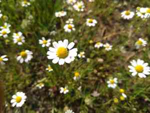 Roman chamomile(Chamaemelum nobile)