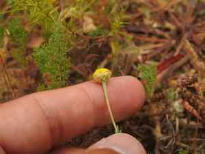Roman chamomile(Chamaemelum nobile)