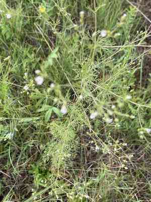 Rose chamaerhodos(Chamaerhodos erecta)
