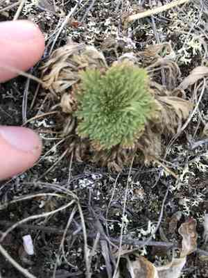 Rose chamaerhodos(Chamaerhodos erecta)