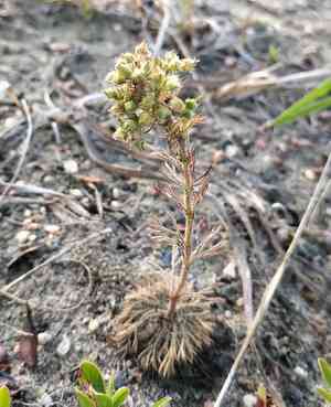 Rose chamaerhodos(Chamaerhodos erecta)
