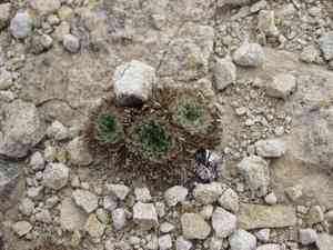 Rose chamaerhodos(Chamaerhodos erecta)