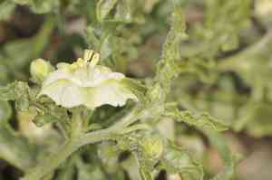 Greenleaf five eyes(Chamaesaracha coronopus)