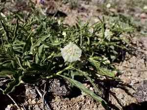 Greenleaf five eyes(Chamaesaracha coronopus)