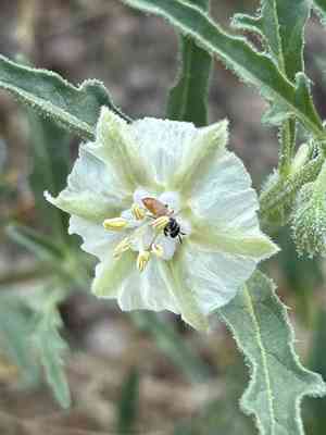 Greenleaf five eyes(Chamaesaracha coronopus)