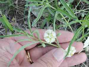 Greenleaf five eyes(Chamaesaracha coronopus)
