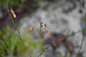 Florida alicia(Chapmannia floridana)