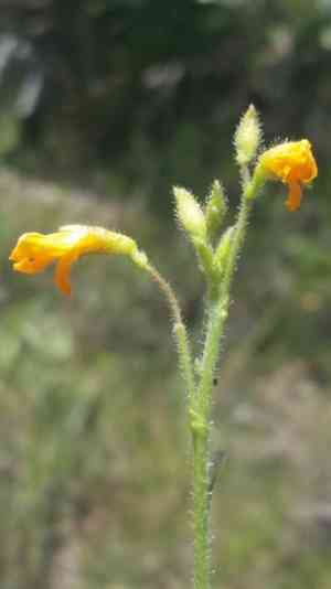 Florida alicia(Chapmannia floridana)