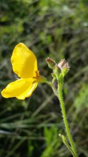 Florida alicia(Chapmannia floridana)