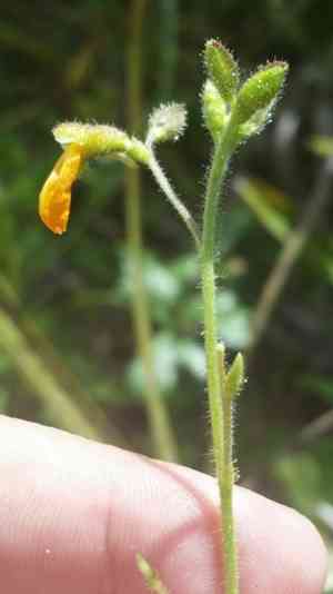 Florida alicia(Chapmannia floridana)