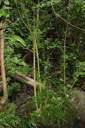 Koolau range papala(Charpentiera ovata)