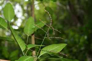 Koolau range papala(Charpentiera ovata)