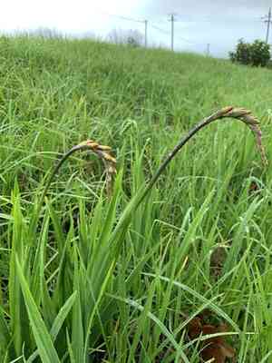 African corn flag(Chasmanthe aethiopica)