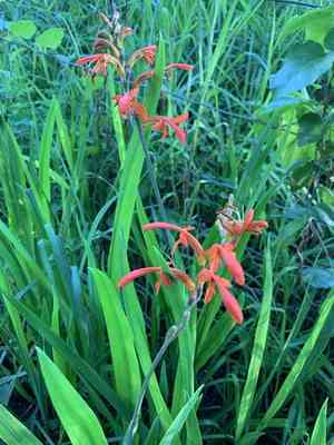 African corn flag(Chasmanthe aethiopica)