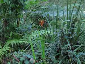 African corn flag(Chasmanthe aethiopica)