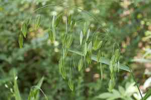 Northern sea oats(Chasmanthium latifolium)