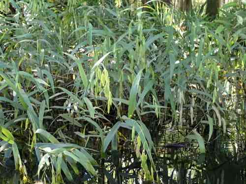 Northern sea oats(Chasmanthium latifolium)