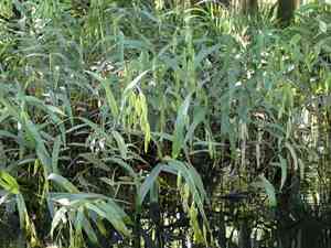 Northern sea oats(Chasmanthium latifolium)