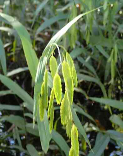 Northern sea oats(Chasmanthium latifolium)