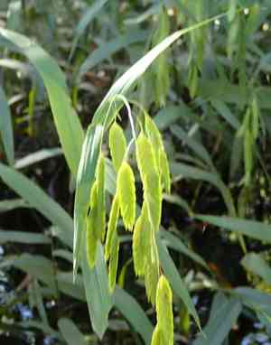 Northern sea oats(Chasmanthium latifolium)