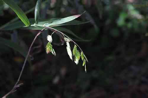 Northern sea oats(Chasmanthium latifolium)