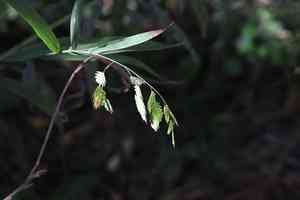 Northern sea oats(Chasmanthium latifolium)