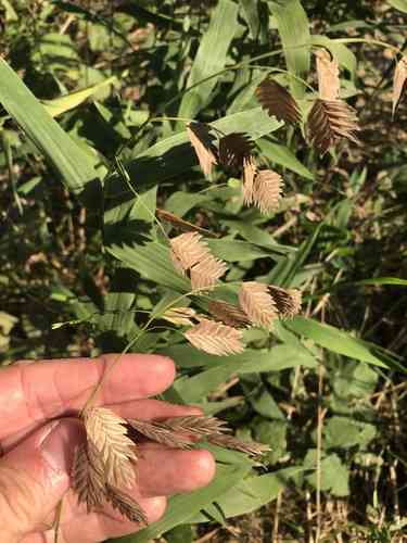 Northern sea oats(Chasmanthium latifolium)
