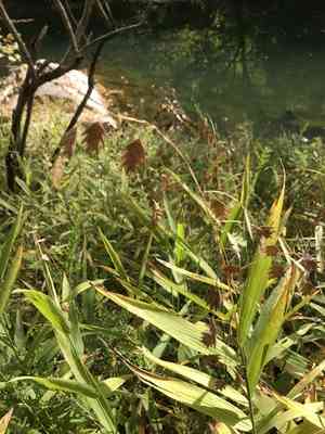Northern sea oats(Chasmanthium latifolium)