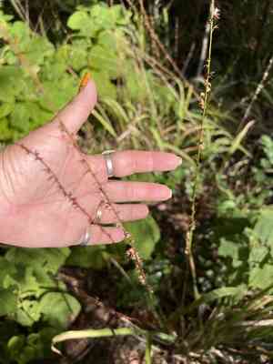 Slender woodoats(Chasmanthium laxum)