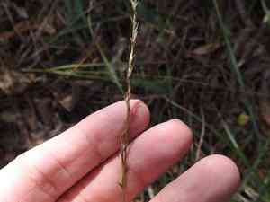 Slender woodoats(Chasmanthium laxum)