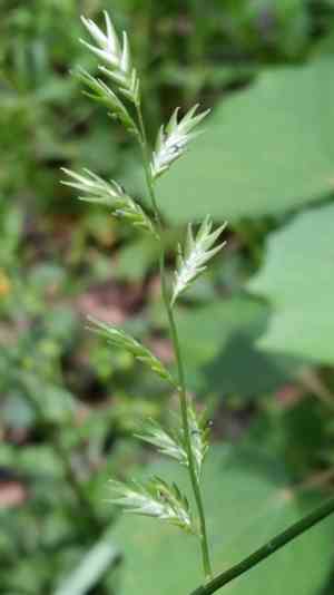 Slender woodoats(Chasmanthium laxum)