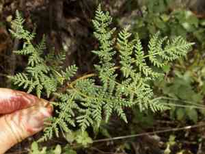 Whitefoot lipfern(Cheilanthes leucopoda)