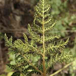 Whitefoot lipfern(Cheilanthes leucopoda)