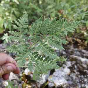 Whitefoot lipfern(Cheilanthes leucopoda)