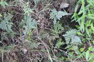Whitefoot lipfern(Cheilanthes leucopoda)