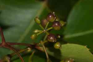Faurie's club(Cheirodendron fauriei)