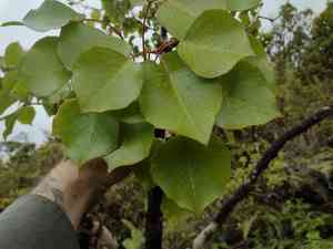 Faurie's club(Cheirodendron fauriei)