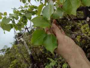 Faurie's club(Cheirodendron fauriei)