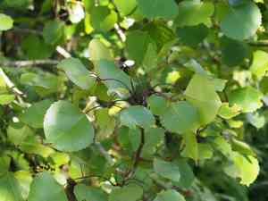 Faurie's club(Cheirodendron fauriei)