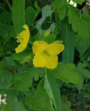 Celandines (Chelidonium)(Chelidonium)