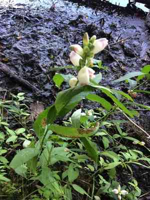 White Turtlehead(Chelone glabra)
